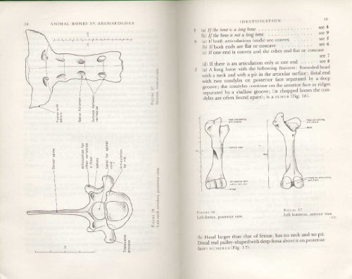 9780632048502: Animal Bones in Archaeology (Mammal Social Handbook S.)