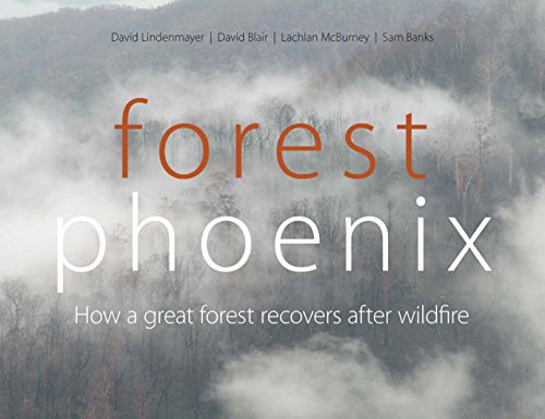 9780643100343: Forest Phoenix [OP]: How a Great Forest Recovers After Wildfire