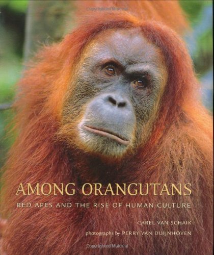 Beispielbild für Among Orangutans : Red Apes and the Rise of Human Culture zum Verkauf von Better World Books