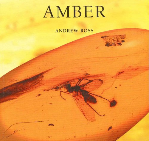 Imagen de archivo de Amber a la venta por Wonder Book