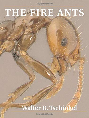 Stock image for The Fire Ants for sale by Blackwell's