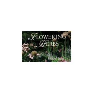 9780681416611: Flowering Herbs Postcard Book