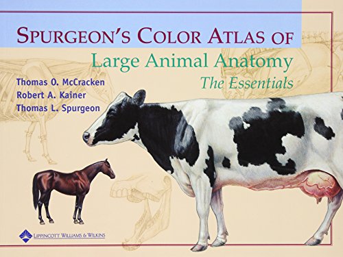 Stock image for Spurgeon's Color Atlas of Large Animal Anatomy: The Essentials for sale by HPB-Red