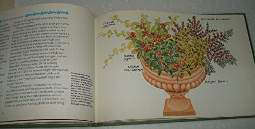 Stock image for The Window Box: Pot, Tub and Basket Book for sale by Redux Books