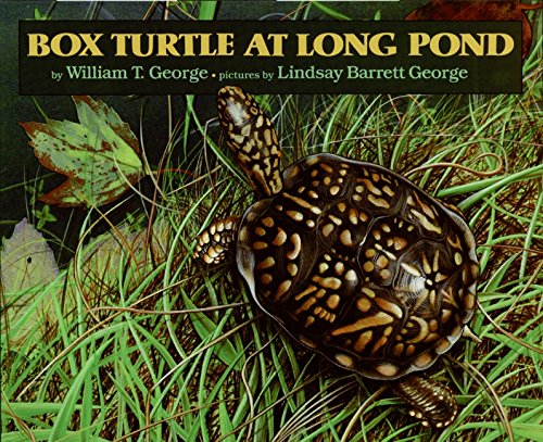 9780688081843: Box Turtle at Long Pond