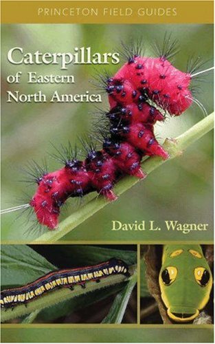 9780691121437: Caterpillars of Eastern North America: A Guide to Identification and Natural History (Princeton Field Guides, 36)