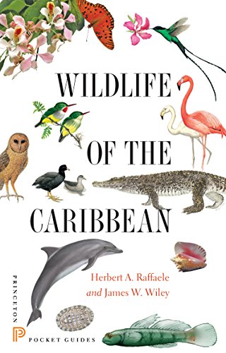 Stock image for Wildlife of the Caribbean for sale by Blackwell's