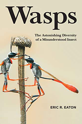 Stock image for Wasps: The Astonishing Diversity of a Misunderstood Insect for sale by Half Price Books Inc.