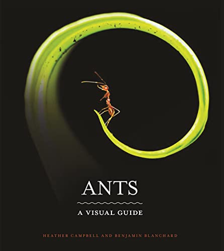 Imagen de archivo de Ants A Visual Guide a la venta por Lakeside Books