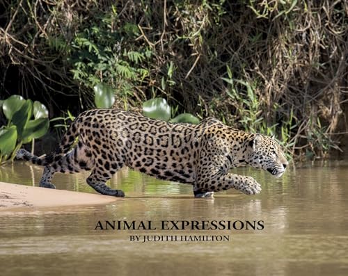 Stock image for Animal Expressions for sale by Gulf Coast Books