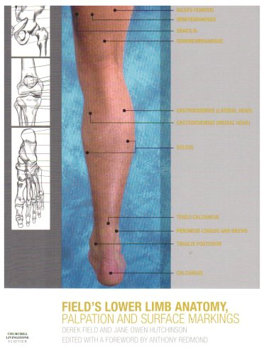 Stock image for Lower Limb Anatomy, Palpation and Surface Markings for sale by Better World Books Ltd