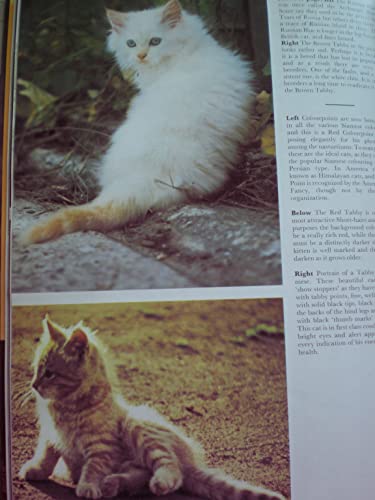 Beispielbild fr All Color Book of Cats zum Verkauf von Top Notch Books