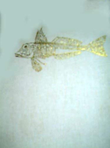 Beispielbild fr Illustrated Book of Fishes zum Verkauf von WorldofBooks