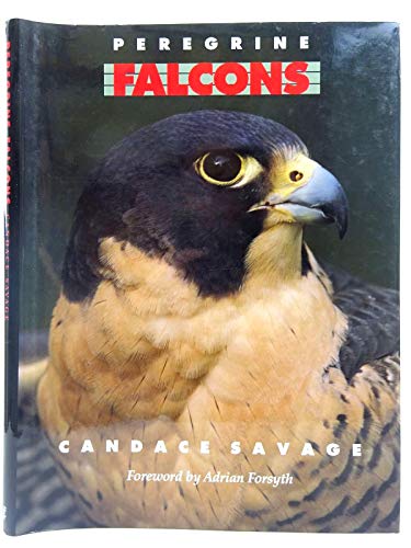 Beispielbild fr Peregrine Falcons zum Verkauf von WorldofBooks