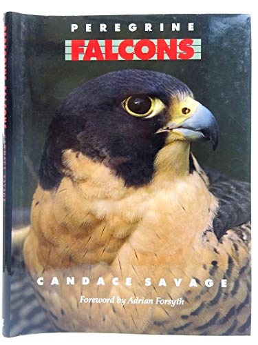 Stock image for Peregrine Falcons for sale by WorldofBooks