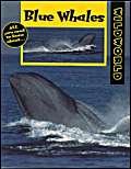 Stock image for Blue Whales for sale by Simply Read Books