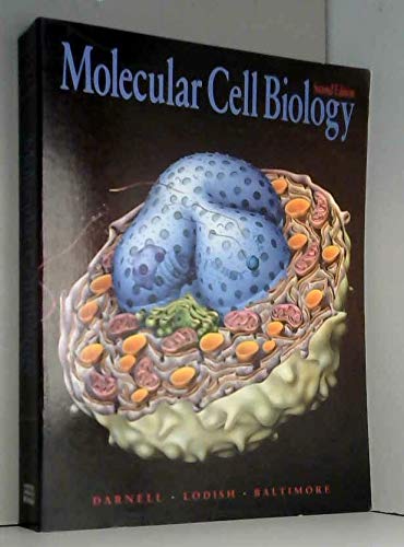 Beispielbild fr Molecular Cell Biology zum Verkauf von Reuseabook