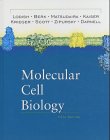 Beispielbild fr Molecular Cell Biology (Fourth Edition) zum Verkauf von gearbooks