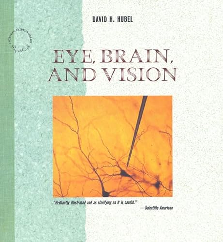 Stock image for Eye, Brain and Vision for sale by Anybook.com