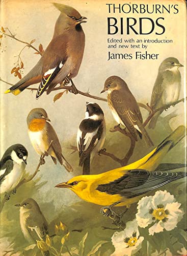 Beispielbild fr Thorburns Birds (Mermaid Books) zum Verkauf von Reuseabook