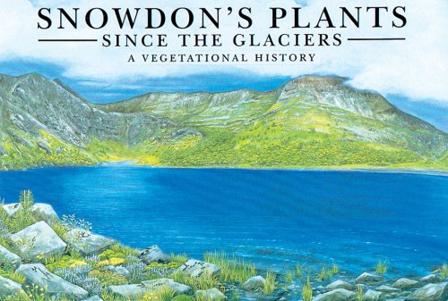 Stock image for Snowdon's Plants: Since the Glaciers for sale by WorldofBooks