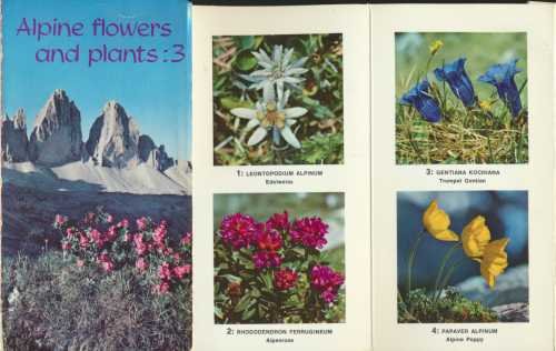 9780723209270: Alpine Flowers and Plants: v. 3 (Zig Zag Books)