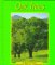 Oak Trees (Pebble Books) (9780736800938) by Freeman; Marcia S.