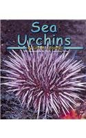 Sea Urchins - Schaefer, Lola M.