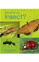 9780736808668: What Is an Insect? (Animal Kingdom)