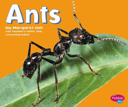 Beispielbild fr Ants zum Verkauf von ThriftBooks-Atlanta