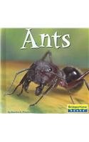 Beispielbild fr Ants zum Verkauf von Better World Books