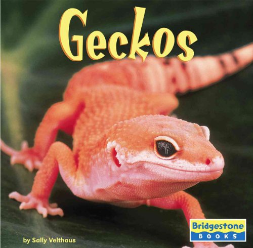 Beispielbild fr Geckos zum Verkauf von Better World Books