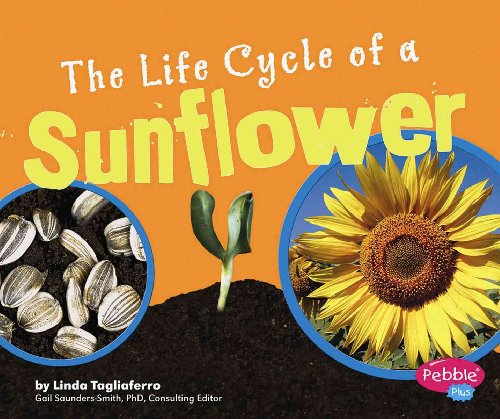 Stock image for The Life Cycle of a Sunflower for sale by Better World Books