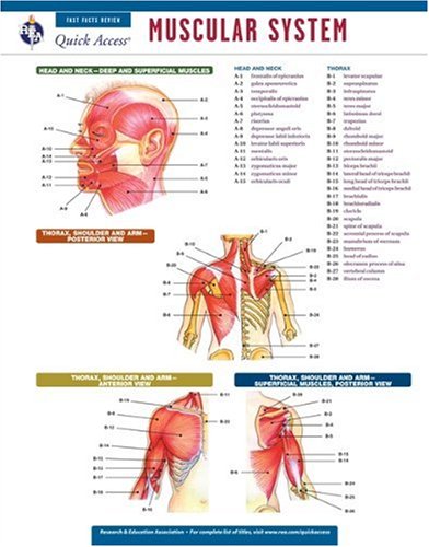 9780738607405: Muscular System - REA's Quick Access Reference Chart (Quick Access Reference Charts)