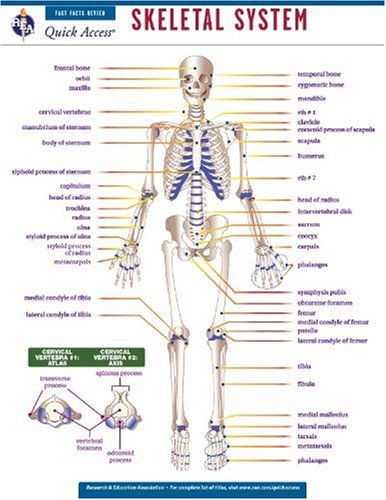 Stock image for Skeletal System - REA's Quick Access Reference Chart (Quick Access Reference Charts) for sale by Half Price Books Inc.