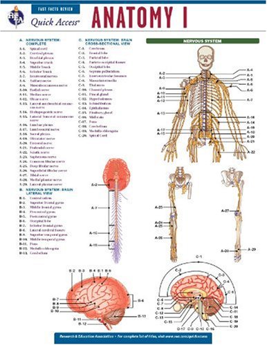 Beispielbild fr Anatomy 1 - REA's Quick Access Reference Chart (Quick Access Reference Charts) zum Verkauf von SecondSale