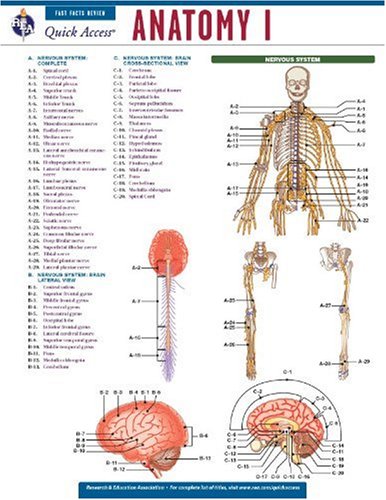Anatomy 1 - REA's Quick Access Reference Chart (Quick Access Reference Charts) (9780738607672) by Editors Of REA; Anatomy Study Guides