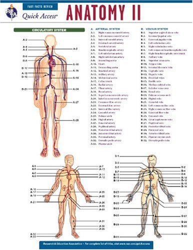 Stock image for Anatomy 2 - REA's Quick Access Reference Chart (Quick Access Reference Charts) for sale by Front Cover Books