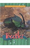 9780739853689: Beetles (Animals of the Rain Forest)
