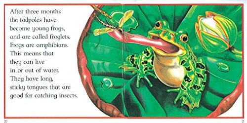 Beispielbild fr From Tadpole To Frog (Lifecycles) zum Verkauf von WorldofBooks