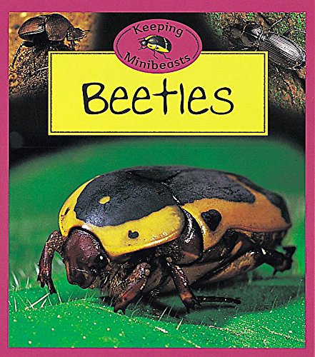 9780749650018: Keeping Mini Beasts: Beetles