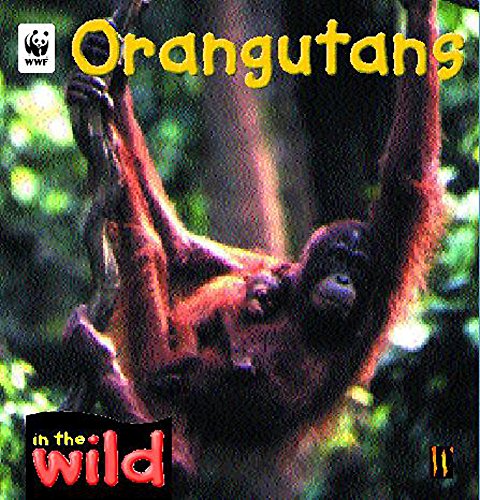 Stock image for Orangutans for sale by Better World Books Ltd