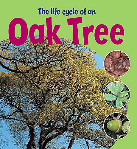 Learning About Life Cycles: The Life Cycle of an Oak Tree (9780750255950) by Ruth Thomson