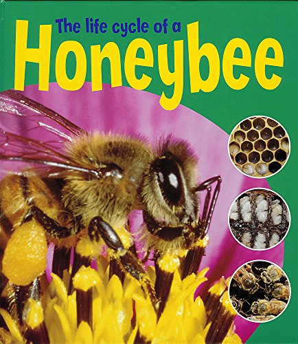 Learning About Life Cycles: The Life Cycle Of A Honeybee (9780750258760) by Ruth Thomson