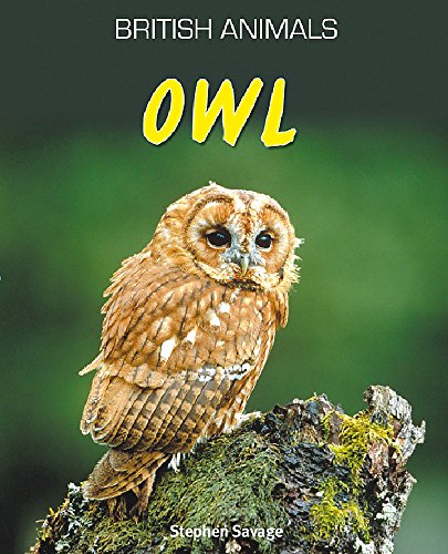 Beispielbild fr British Animals: Owl zum Verkauf von WorldofBooks