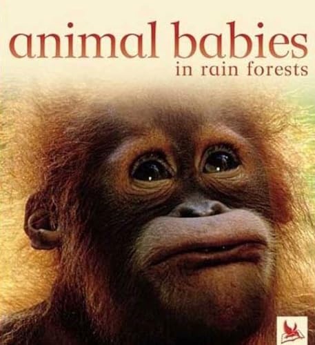 Stock image for Animal Babies in Rain Forests for sale by Your Online Bookstore