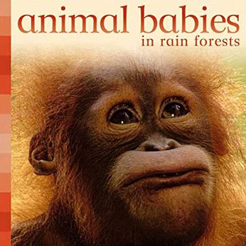 Stock image for Animal Babies in Forests for sale by Better World Books