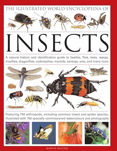 Beispielbild fr The Illustrated World Encyclopedia of Insects: A Natural History and Identification Guide to Beetles, Flies, Bees, wasps, Springtails, Mayflies, . Crickets, Bugs, Grasshoppers, Fleas, Spid zum Verkauf von BooksRun