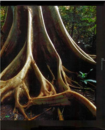 Stock image for Rainforest for sale by Hawking Books