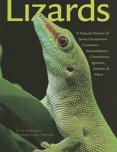 Imagen de archivo de Lizards: A Natural History of Some Uncommon Creatures:Extraordinary Chameleons, Iguanas, Geckos, & More a la venta por SecondSale